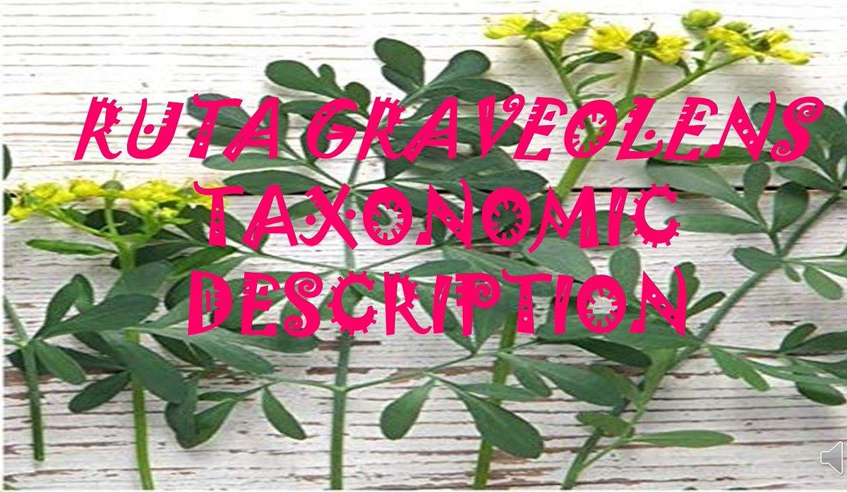 KmdWith's tweet image. youtu.be/edo2-qsxzTo