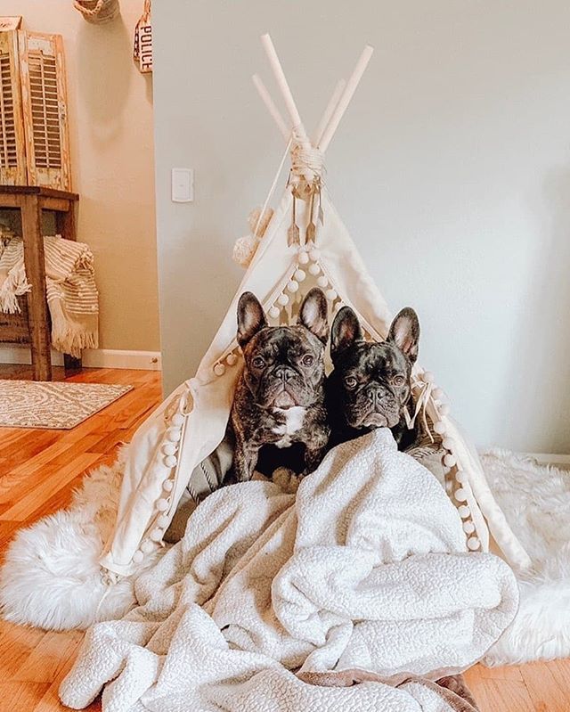 Things are better when shared ❤️
Have a wonderful upcoming weekend, share something nice with your loved ones!
#sharingiscaring

More pet teepees at minicampshop.com 🌟 bit.ly/2Whw3Rr