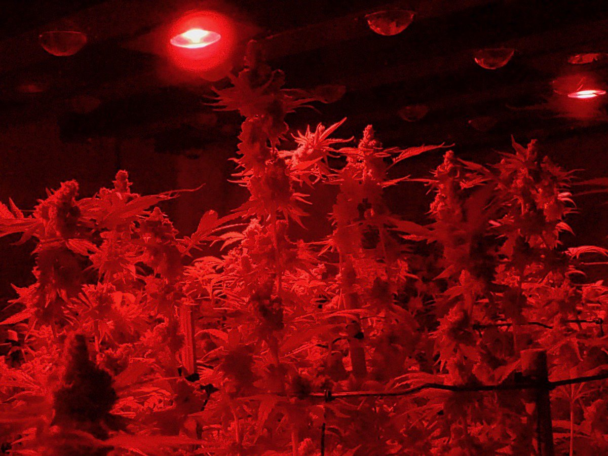 greenfusionled's tweet photo. 💨💨💨#quickfinishsupplementalgrowlight helps your plants finish their #floweringcycle faster🔦🌞
#staylifted #weedstagram #cannabis420 #frostynugs #high #hashsociety #spliff #chronic #rawlife #ukweed #hemp #hightimes #highsociety #medicalmarijuana #weedculture #legalizeit #haze https://t.co/sKfuUjg6y3