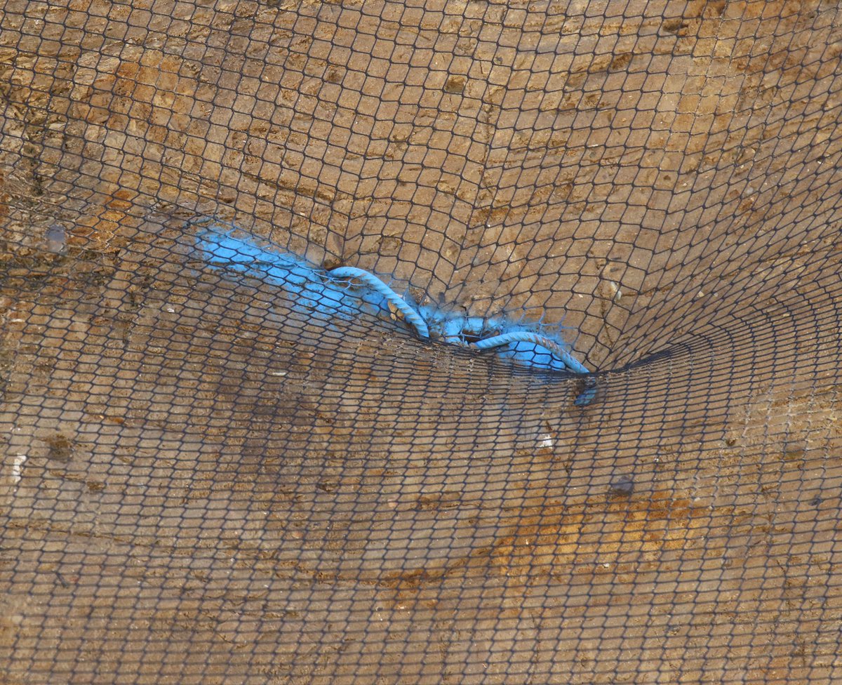 NorfolkBea's tweet photo. Blue markings have appeared on the #CliffsofShame & we spotted someone with a clipboard watching the beach ramp #SaveTheBactonSandMartins nest site & making notations. https://t.co/uC6hfwc5DK