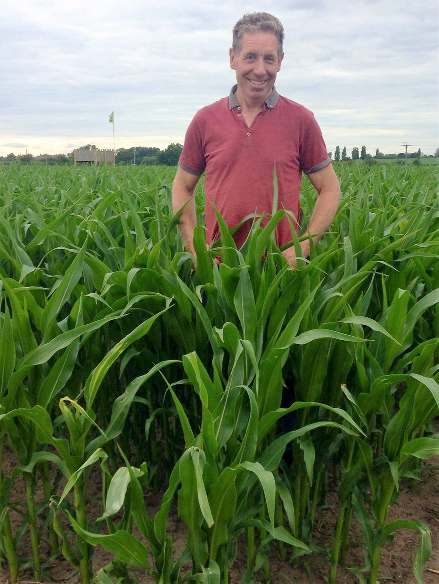 Easingwold Maize tweet media