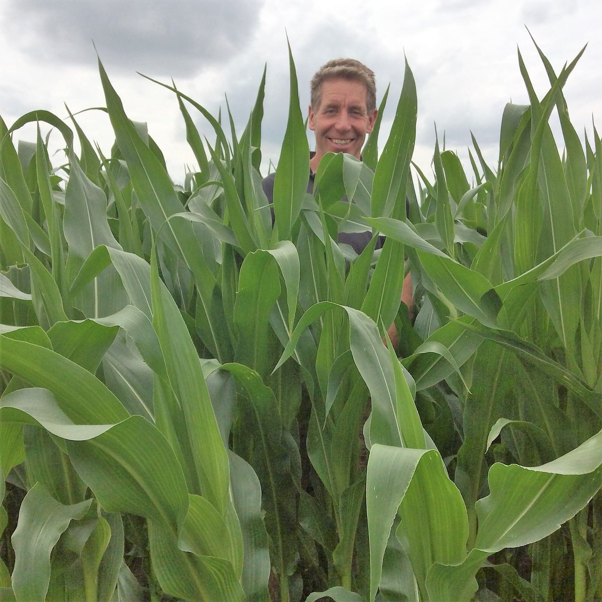 Farmer Ian has been busy this week drilling the maize for the maze this summer. You’ll be aMAZEd how quick it grows! 🌾🌞🌾 #maizemaze  #familydayout #Yorkshire #daysout