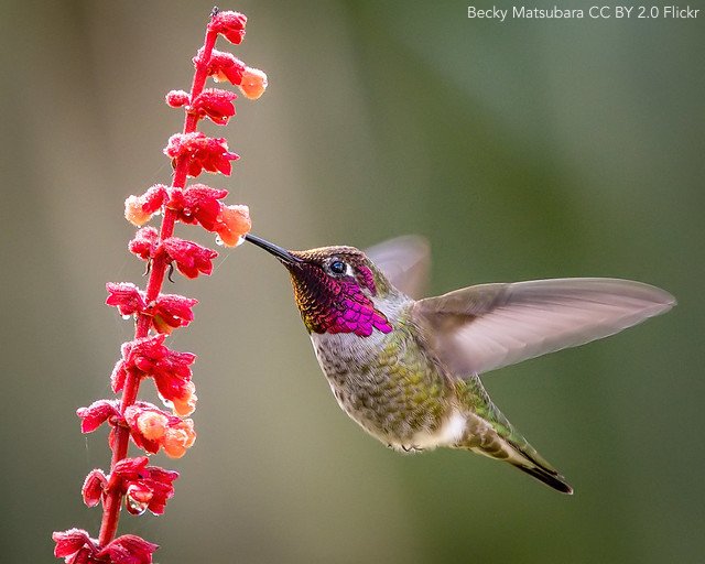 Ecological release of the Anna’s #Hummingbird during a northern range expansion http://ow.ly/fdf250uf801 | @ASNAmNat | #ornithology