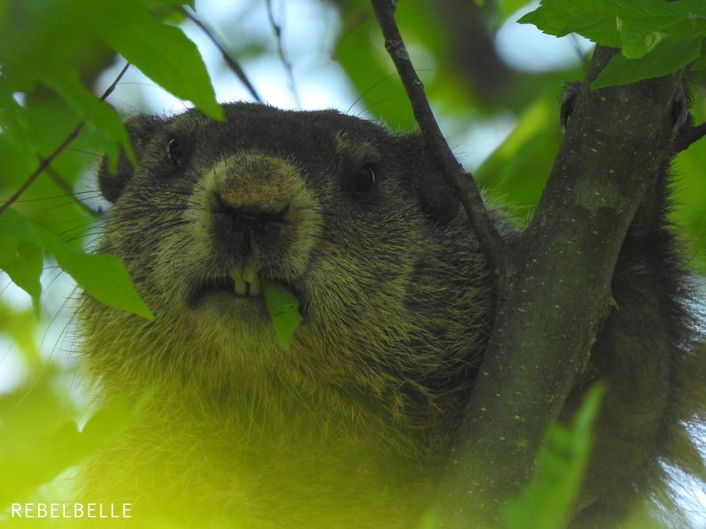 Nature_VA's tweet photo. A few highlights from observations made in and around Charlottesville during this year's #CityNatureChallenge. 159 cities around the world took part, reporting 963,773 observations--more than double from 2018! https://t.co/xpm0Rv3F1t @citnatchallenge https://t.co/DcOPOf4t9M