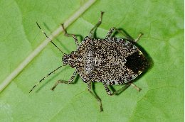 🔬 Ciència ciutadana per evitar la dispersió del bernat marró marbrejat a Catalunya. Aportar observacions d’aquesta espècie exòtica és l’objectiu de la campanya oberta a la col·laboració ciutadana.

👉 Notícia: bit.ly/2W4sbmF
👉 Viquipèdia: bit.ly/2LMvgUi