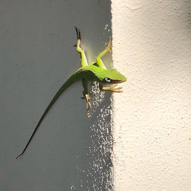 HardingMissions's tweet image. #shotoniphone 🦎 bit.ly/2VK7HQD