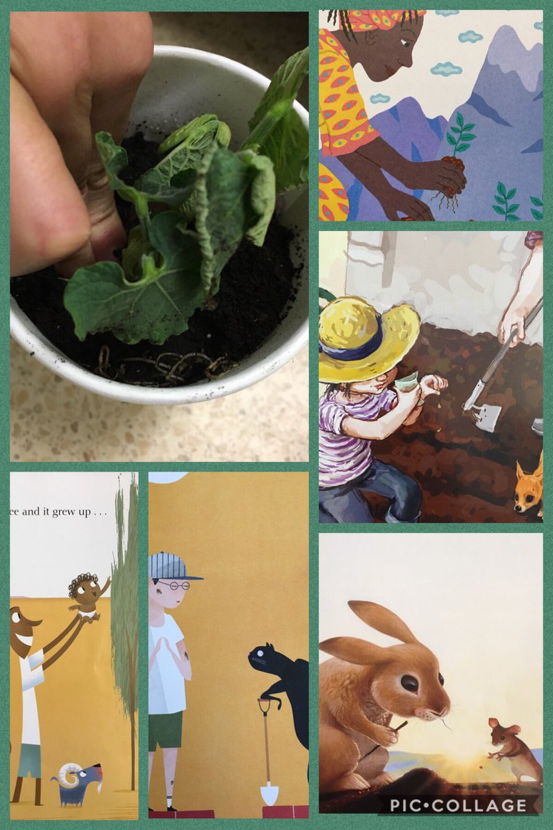B_Rieper's tweet photo. If you plant a seed of kindness...
Today our plant inquiry culminating in planting the seeds we’ve been growing in our windows. Here are some of the stories that have been supporting our learning.
“We’ve got to use a trowel like Toña and her abuela!” #RHM203 @EarlyYearsTDSB 🌱 https://t.co/qZpCpWOWu7