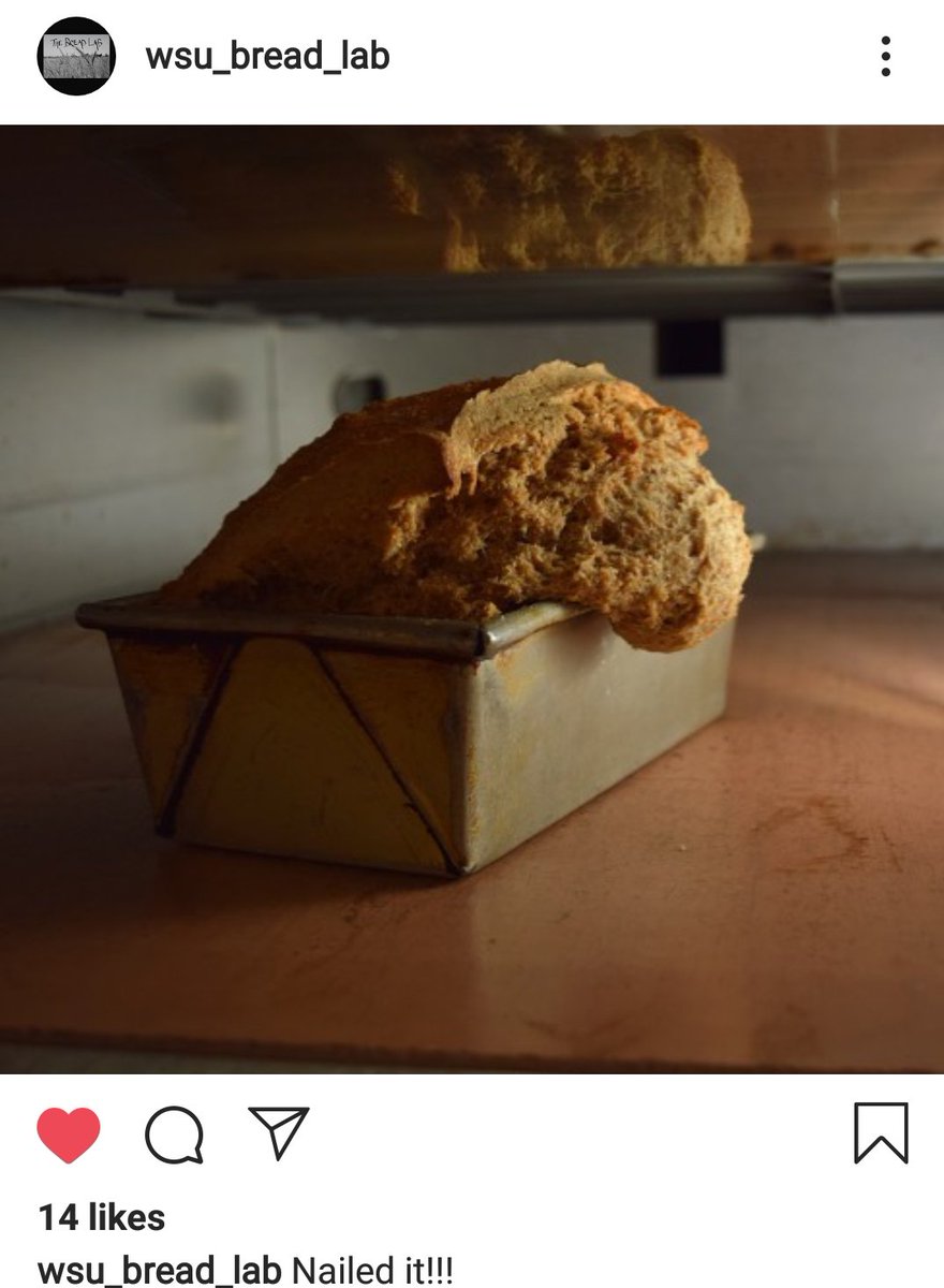 WillMuldoon's tweet image. #WSUBreadLab at @wsucahnrs is a thousand miles away and can make the exact same loaves as me.

Science is amazing.