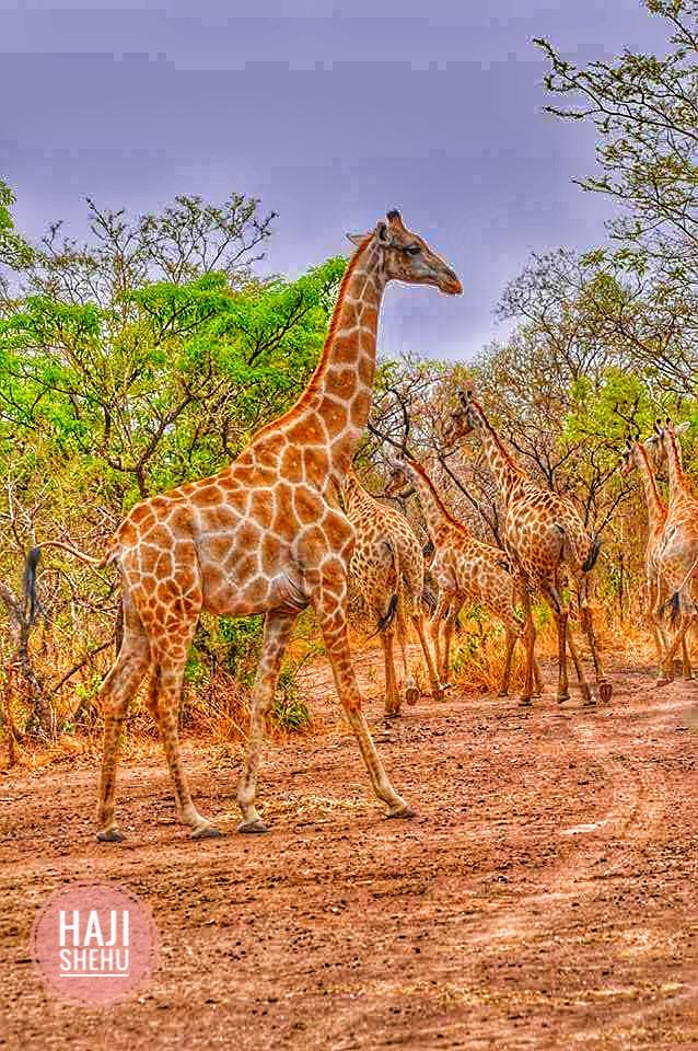 Sumu Wildlife Park Bauchi. #ExploreBauchi #ExploreAfrica #ExploreNigeria. @BauchiState @bauchi_friends