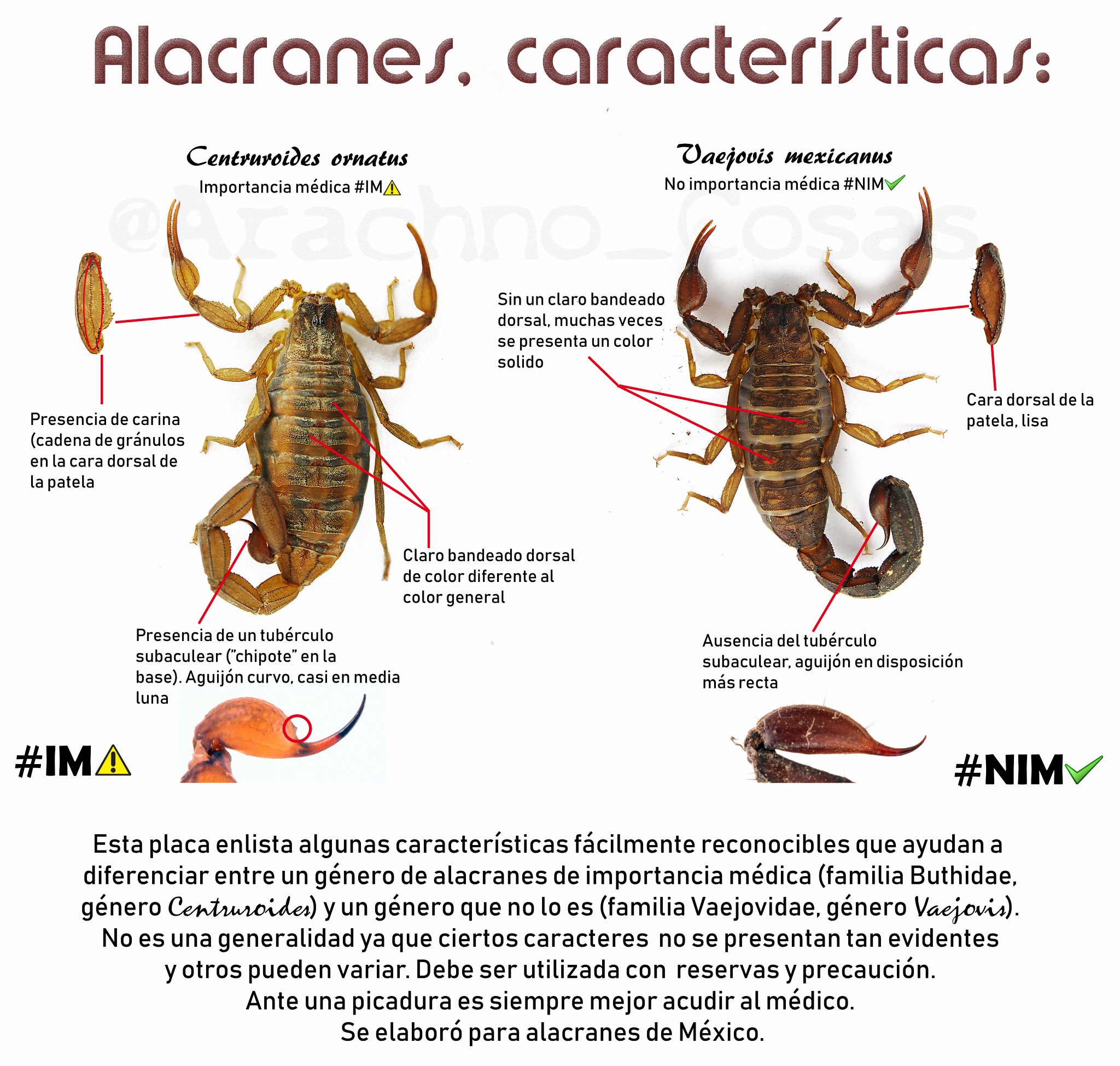 Arriba 95+ Foto Como Son Las Madres De Alacran Alta Definición Completa, 2k, 4k Arriba 95+ Foto Como Son Las Madres De Alacran Alta Definición Completa, 2k, 4k