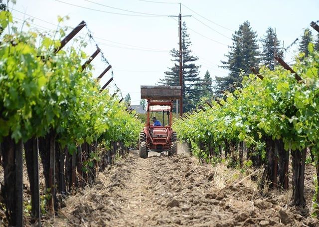 Visit Napa Valley (@visitnapavalley) on Twitter photo The tractors are running full-time in the vineyards <a href="/frogsleap/">Frog's Leap Winery</a>, and everything is looking beautiful! The vineyard crew is using the hoe plow to clear weeds and grass around the vines. It's an organic, herbicide-free farming practice that encourages sprin⦠bit.ly/2HydyPe The tractors are running full-time in the vineyards <a href="/frogsleap/">Frog's Leap Winery</a>, and everything is looking beautiful! The vineyard crew is using the hoe plow to clear weeds and grass around the vines. It's an organic, herbicide-free farming practice that encourages sprin⦠bit.ly/2HydyPe
