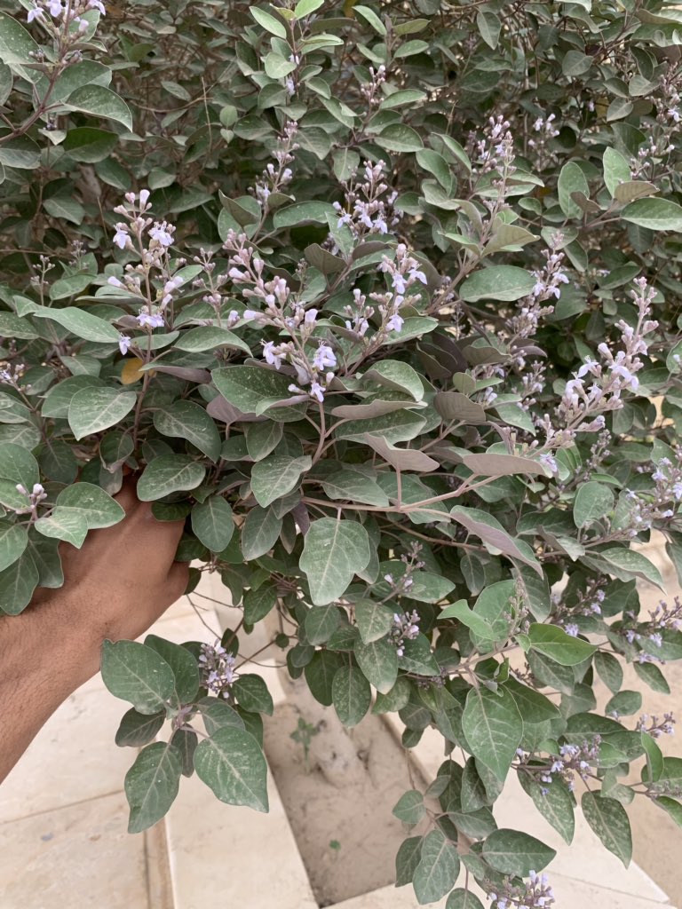 mohaalnmshan's tweet photo. @GardenIbrahim وش اسم هالشجره؟ https://t.co/2Jz0UOvkzP