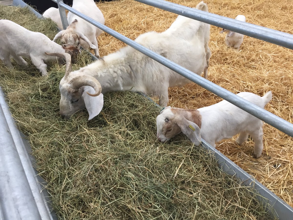 Robothams Architects tweet media