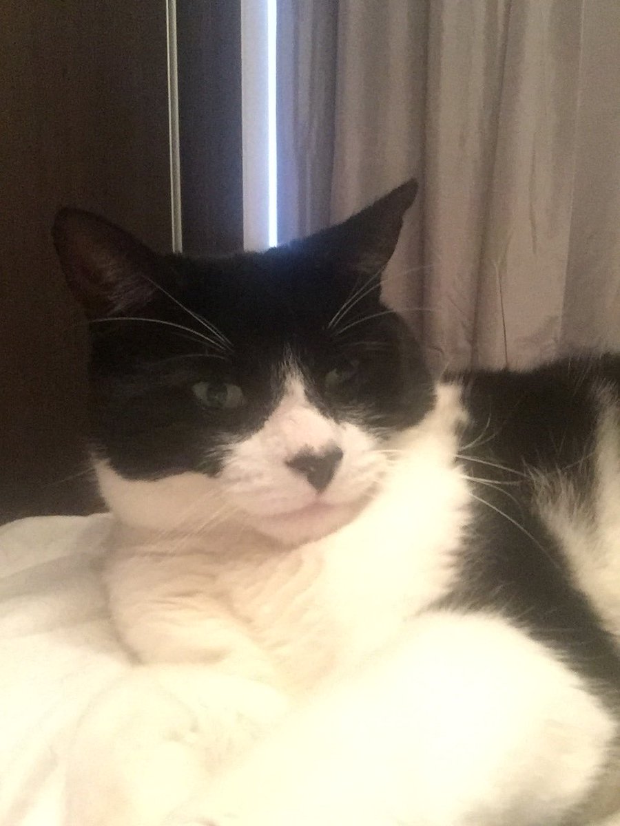 trix86's tweet photo. @RealGrumpyCat From my grumpy cat to yours #RIPGrumpyCat https://t.co/6fFKQPkgm2