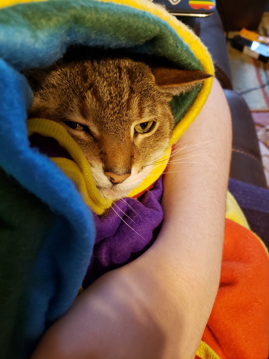 cncmee's tweet photo. A picture of my very unhappy kitty preparing for his medicine.
#TweetAGrumpyFaceForGrumpy
#CatsForGrumpy #RIPGrumpyCat https://t.co/koU9RWi2Rx