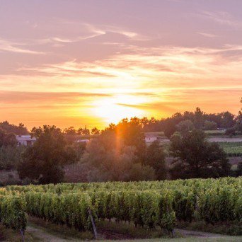 Pop-Up Restaurant at the vineyard domaine-du-grand-mayne.com/pop-up-restaur…