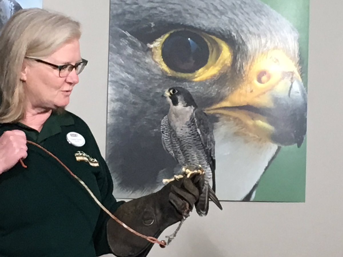 Wow! Thank you @ZooAmerica for bringing in an adult peregrine for our students! #gvfeeling