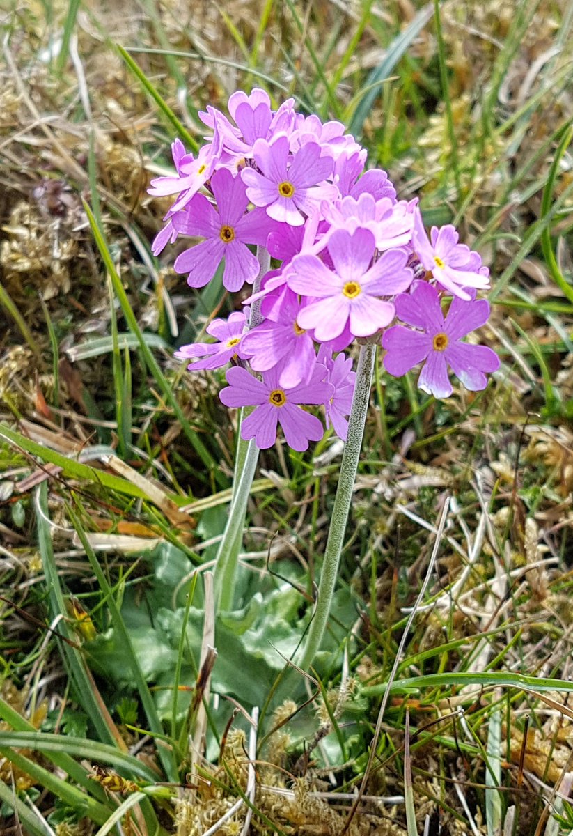 TRobD14's tweet photo. #primula farinosa the Bird's Eye Primrose at #Sulber #Yorkshire @YDS35 @wildflower_hour @WeardaleDiary https://t.co/K3fhCr9Gfe