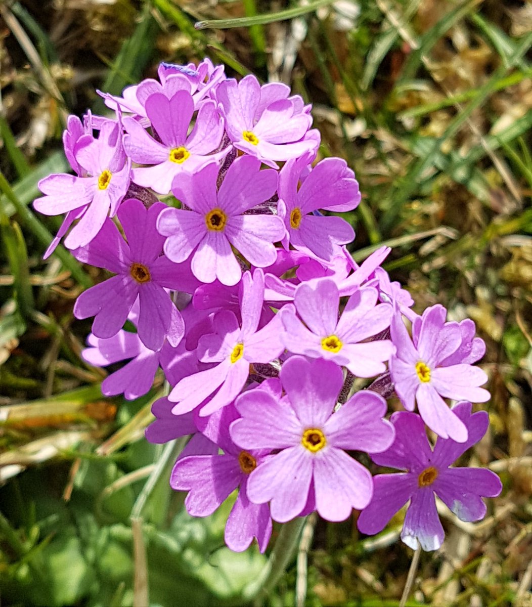 TRobD14's tweet photo. #primula farinosa the Bird's Eye Primrose at #Sulber #Yorkshire @YDS35 @wildflower_hour @WeardaleDiary https://t.co/K3fhCr9Gfe