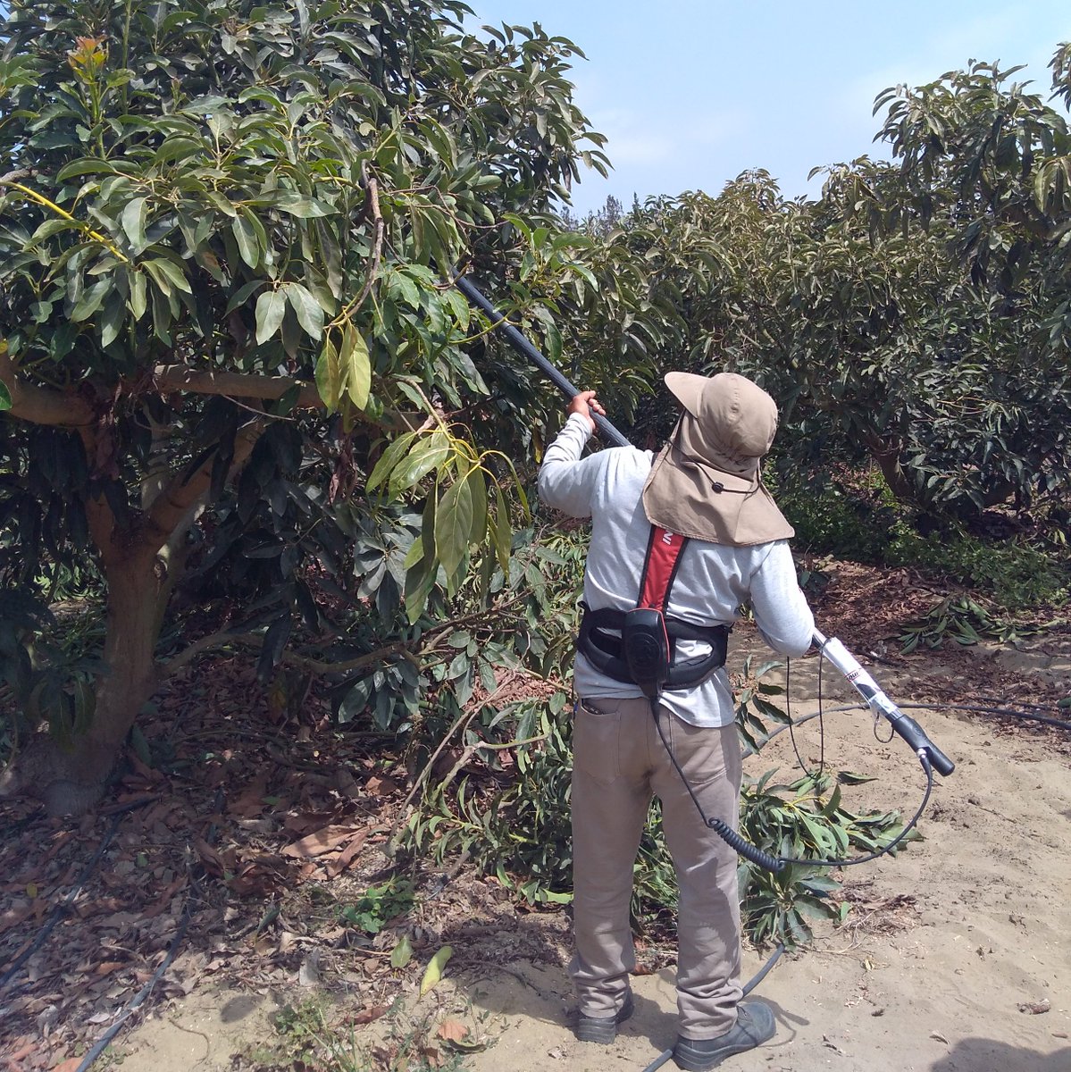 sobitec's tweet image. ✂🌿 Seguimos llevando más tecnología para podar de manera eficiente con #INFACO, esta vez en la Irrigación Chavimochic, precisamente en cultivos de palto y cítricos 🥑🍊
🚜 ¡Siempre adelante con SOBITEC! 💪🏻¿Deseas una visita técnica? ✉ ¡Envíanos un inbox! 
#Agricultura #Perú