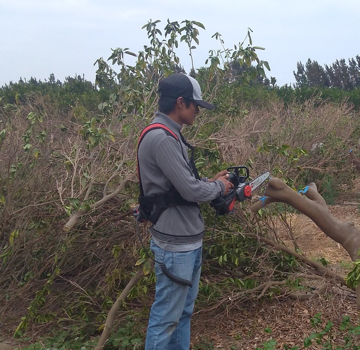 sobitec's tweet image. ✂🌿 Seguimos llevando más tecnología para podar de manera eficiente con #INFACO, esta vez en la Irrigación Chavimochic, precisamente en cultivos de palto y cítricos 🥑🍊
🚜 ¡Siempre adelante con SOBITEC! 💪🏻¿Deseas una visita técnica? ✉ ¡Envíanos un inbox! 
#Agricultura #Perú