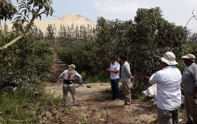 sobitec's tweet image. ✂🌿 Seguimos llevando más tecnología para podar de manera eficiente con #INFACO, esta vez en la Irrigación Chavimochic, precisamente en cultivos de palto y cítricos 🥑🍊
🚜 ¡Siempre adelante con SOBITEC! 💪🏻¿Deseas una visita técnica? ✉ ¡Envíanos un inbox! 
#Agricultura #Perú