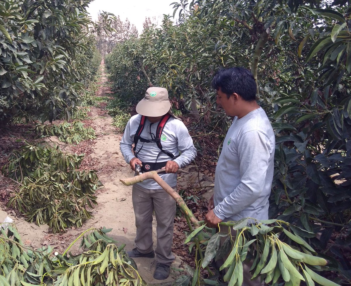 sobitec's tweet image. ✂🌿 Seguimos llevando más tecnología para podar de manera eficiente con #INFACO, esta vez en la Irrigación Chavimochic, precisamente en cultivos de palto y cítricos 🥑🍊
🚜 ¡Siempre adelante con SOBITEC! 💪🏻¿Deseas una visita técnica? ✉ ¡Envíanos un inbox! 
#Agricultura #Perú