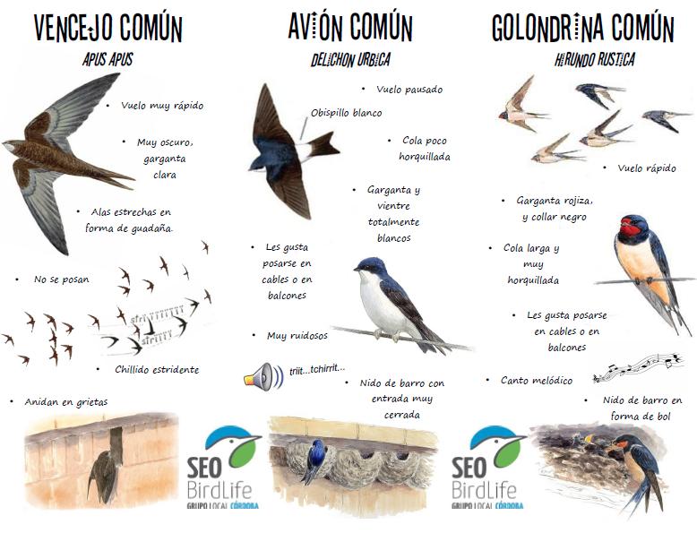 Golondrina, avión común y vencejo, son especies de aves parecidas, que se alimentan de insectos por lo que son muy beneficiosas. 
¿Sabes distinguirlos?
Destruir sus nidos está prohibido por la legislación y es delito.
Infórmate, ¡es importante! 👉 bit.ly/2Ho4dKJ