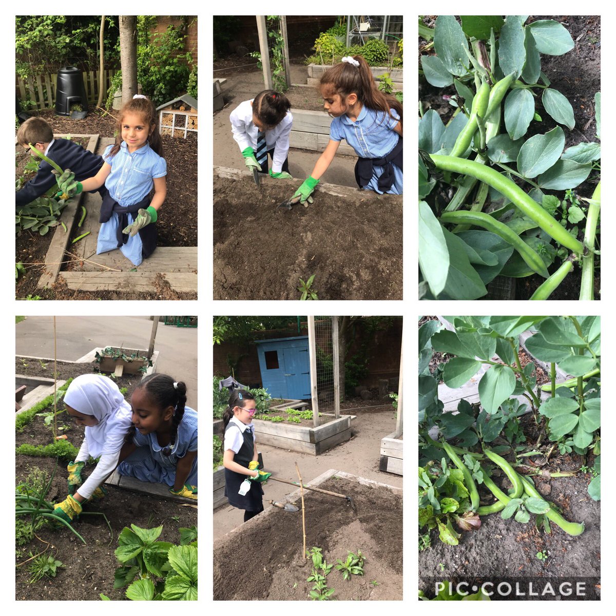 Another busy afternoon with year 2 harvesting our edible garden, children did a great job of weeding and planting more seeds <a href="/MrsD_Eyfs/">Mrs Dickson</a> <a href="/MissGuy_/">Miss Guy</a> <a href="/TreesforCities/">Trees for Cities</a> #edibleplayground