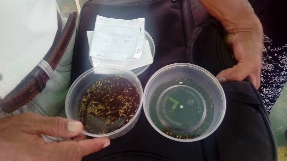 mszorryye's tweet photo. Compartir de saberes con el docente Neubech Fernández con la muestra de semilla y planta de lechuga @Neubech @MiReyesBravo @SeedinAnz #defensaPazresistenciainnovacioncreatividaeducativa https://t.co/iI3LL4cCcp