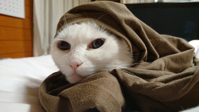ながーい猫コラで世界の人気者になった のびーるたん がかわいすぎる