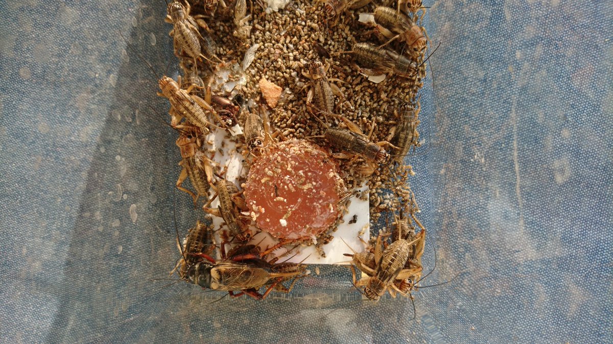 ElJuandelaLuz's tweet image. Wenn man Steppengrillen kauft und dann in der Packung einen Kakerlak findet, ist das, wie wenn man zwischen den normalen Pommes eine Ringelfritte entdeckt 😁😁😁 #terrarium #lebendfutter