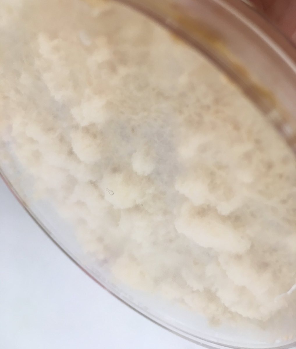 We are coming to the end of Mind the Fungi course in collaboration with @ArtLaboratoryB and TU Berlin. Tomorrow we will have an open house event at <a href="/TopLab_Berlin/">TOP Lab</a> starting at 4 pm. Come and see what our participants did for 4 weeks.