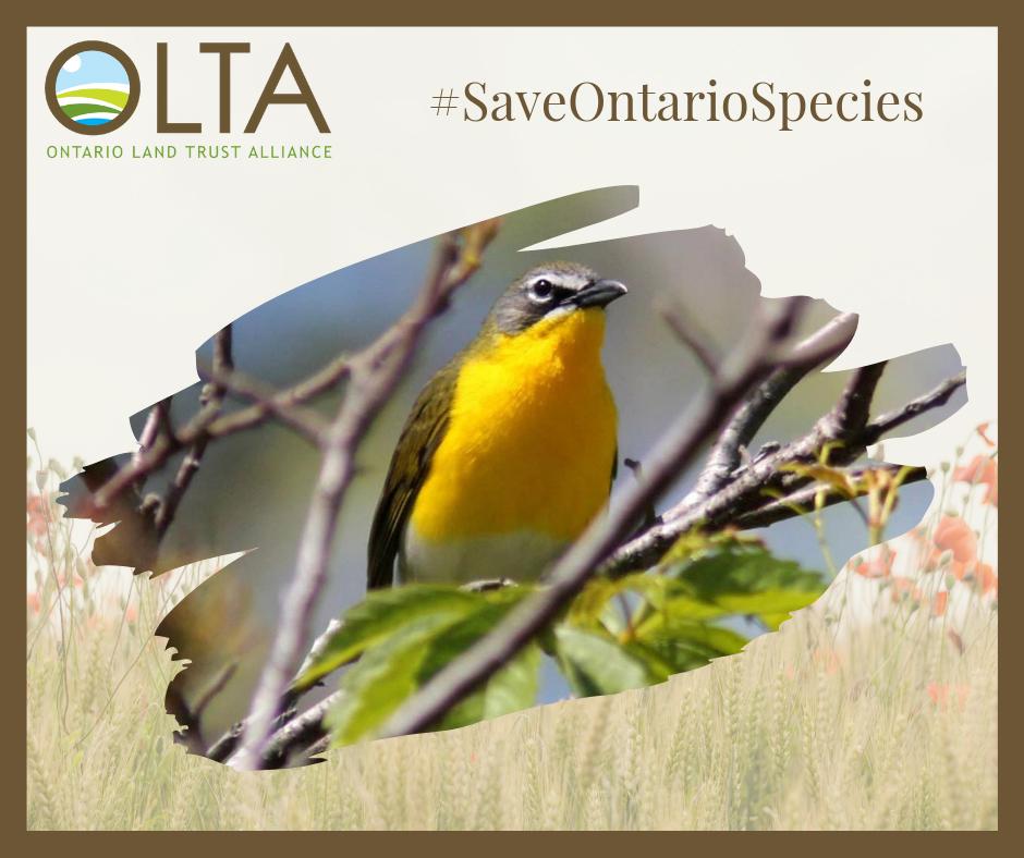 ONlandtrusts's tweet photo. We need to care for our #SpeciesAtRisk, like the Yellow-breasted chat, everyday, not just on #EndangeredSpeciesDay. Please sign @OntarioNature's petition opposing the harmful changes towards the #OntarioESA. 

Sign here: https://t.co/QDtdEgNMa3

#SaveOntarioSpecies #SOS #ESA https://t.co/k45QxNMmil