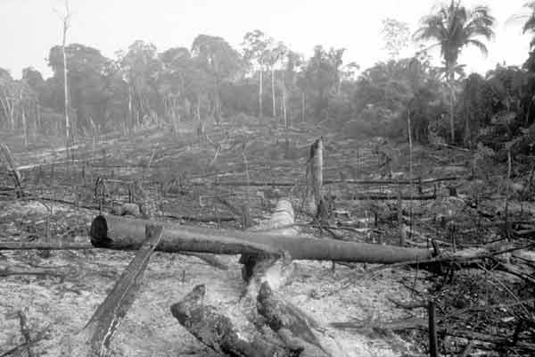 PBAYuc's tweet photo. #Nota #Incendiosforestales #Animales | Los incendios son parte de un equilibrio natural que llega a reiniciar diversos tipos de vida. Sin embargo, la influencia humana es una de las principales razones por el aumento de incendios forestales.

Enlace:

https://t.co/blLQjZDzMW https://t.co/jaXx6iQsWQ