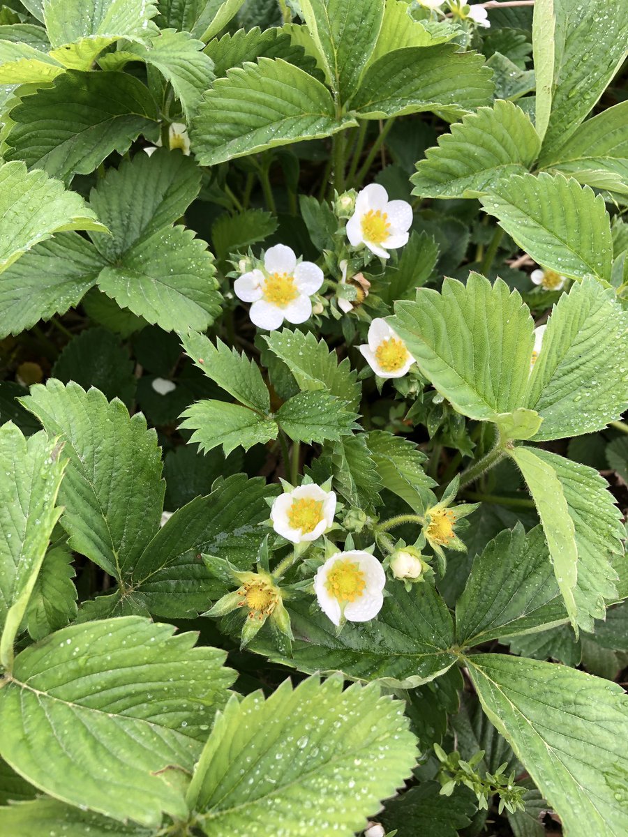 Strawberries are in full bloom. Few more weeks and we should be picking!!!