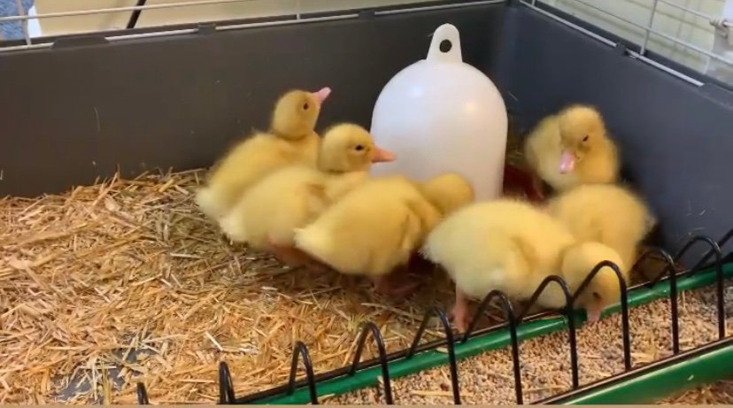 YellowdotNorthBaddes tweet media