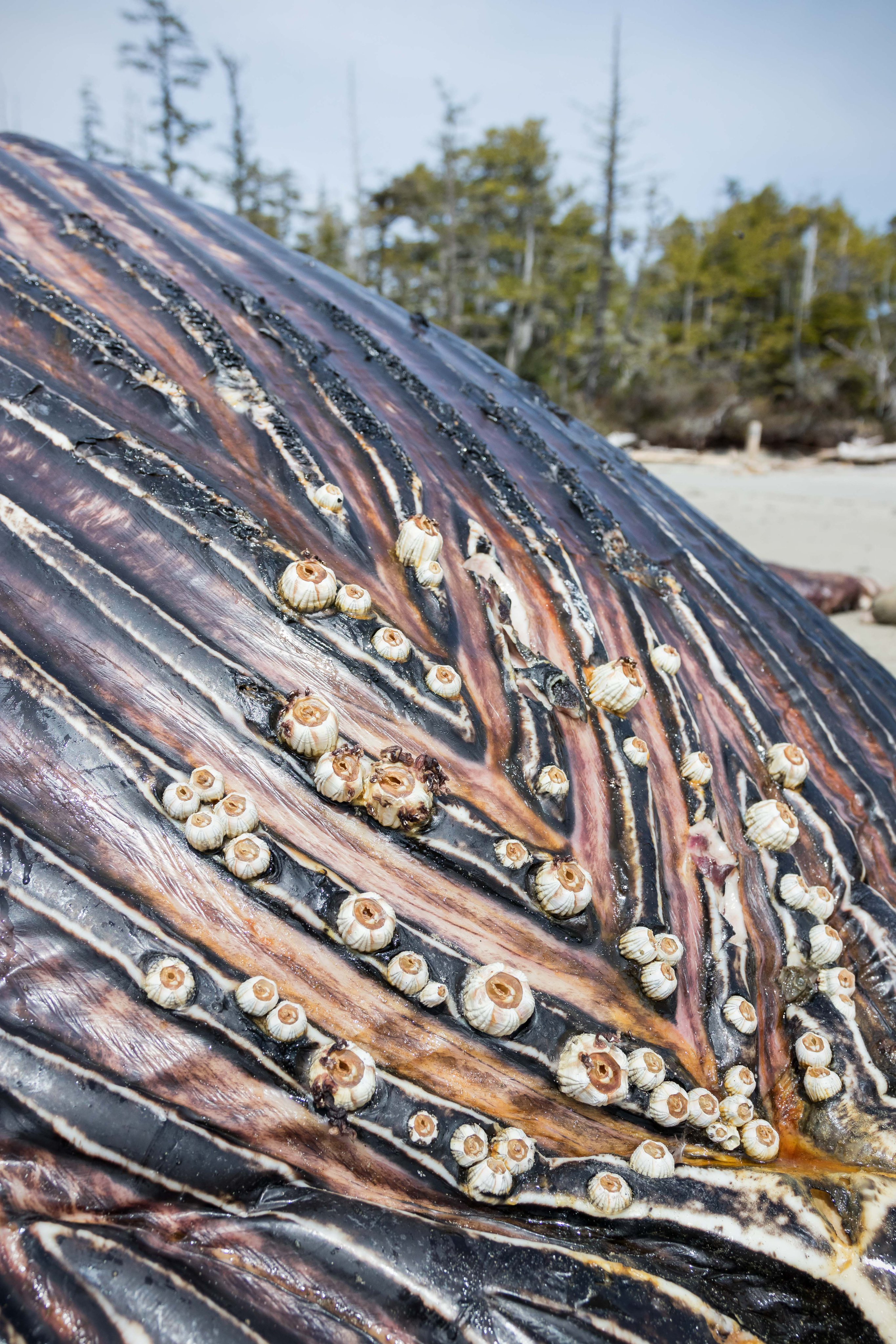 Secret Energy Source Found:  Barnacles And Whales - afw8uod