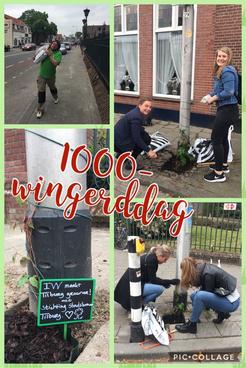 Wel 20 lantaarnpalen op de Bredaseweg vergroend met een wilde wingerd zodat ze voor bomen🌳 kunnen doorgaan! 👌😄 Met dank aan hardwerkende vrijwilligers van Beschuit en IVV. Want Tilburg ❤️🌳🌳🌳