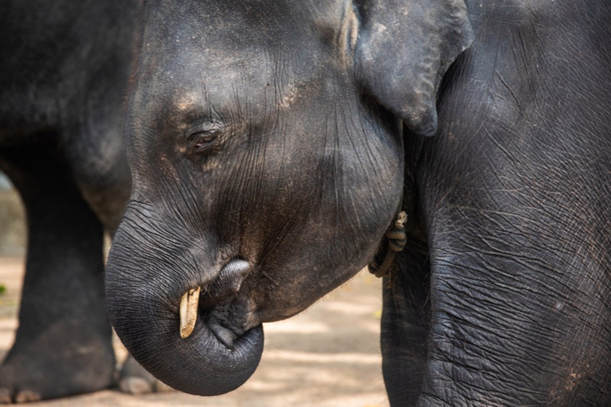 nypost's tweet image. Baby elephant dies after back legs snap performing tricks for tourists trib.al/PTIc6v1