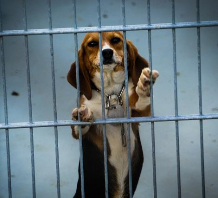 PETITION // We have launched a petition to replace #laws from the 60s regarding #AnimalTesting testing with modern regulations. We urge authorities to use #alternatives whereby no #animals need to suffer.  For now, 15.000 people have signed. Have you?  animalrights.nl/stop-dodelijke…