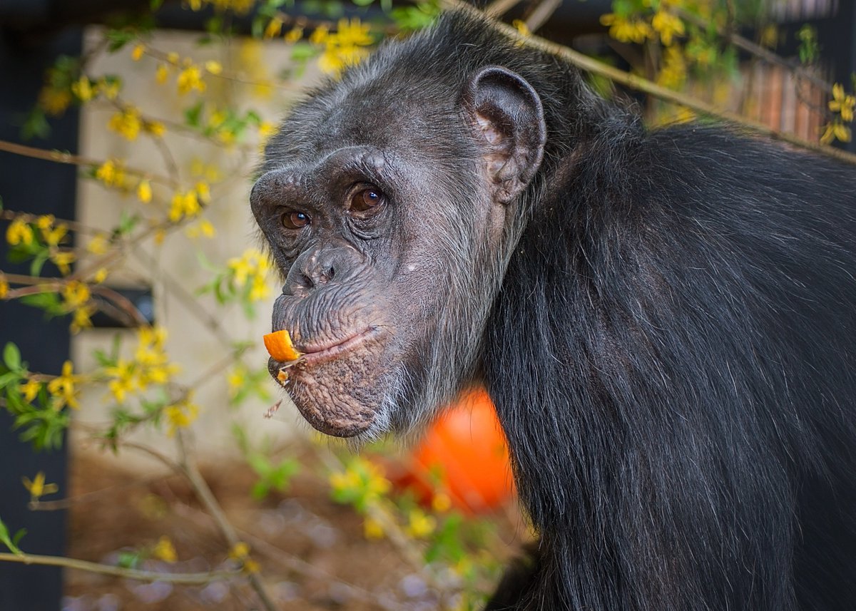 projectchimps's tweet photo. LB and Samira have birthdays today! LB is 22 and Samira is 16. Please join us in wishing #LBChimp and #SamiraChimp very happy birthdays! And if you can send them a gift from our Amazon Wish List, weβll be sure to pass them along! https://t.co/gnTwz9Fv1t
Photos by Crystal Alba. https://t.co/lmBUTxKP15