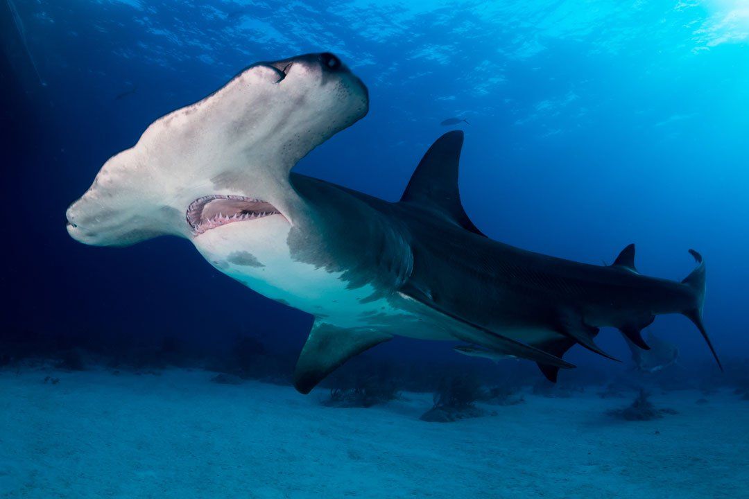 Sharks4Kids's tweet photo. Endangered Species Day 17 May 2019 via @saveourseas 

https://t.co/801paXQRtH https://t.co/IpJRQx6mja