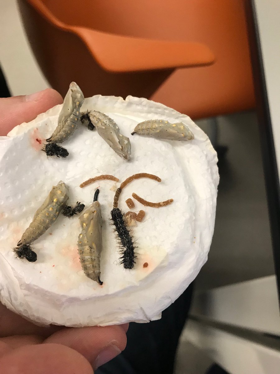 Hanliconius's tweet photo. Reason 647 why I wouldn’t want to be a caterpillar - this poor fella had a poo longer than his whole body. 😶 https://t.co/6kaj8EywrQ