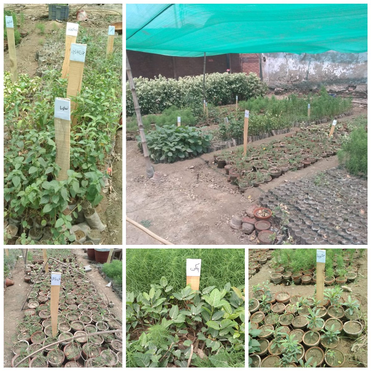 sandhu202's tweet photo. A big hand to HR &amp; Admin HD1 fr takng excellent initiative of developing a nursery wid in-house resources nd producing more thn 2500+ kinds of plnts. Team is eager to donate some of plants to IL ECO Park  &amp; also highly progressive 2 produce more plants in coming seasons @Tloop25 https://t.co/A03FMMe5S5