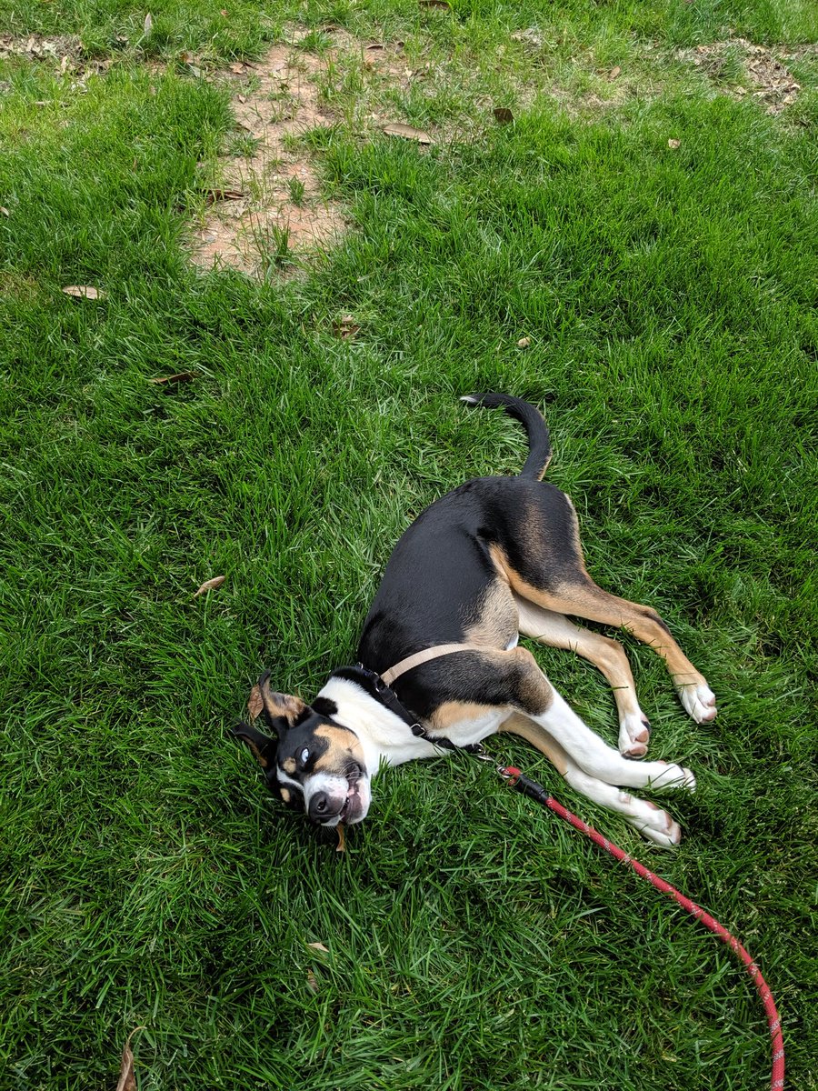 Redhat_Engineer's tweet image. Me:"this trip outside has to be quick, I've got a lot of work to do today
Rawley: