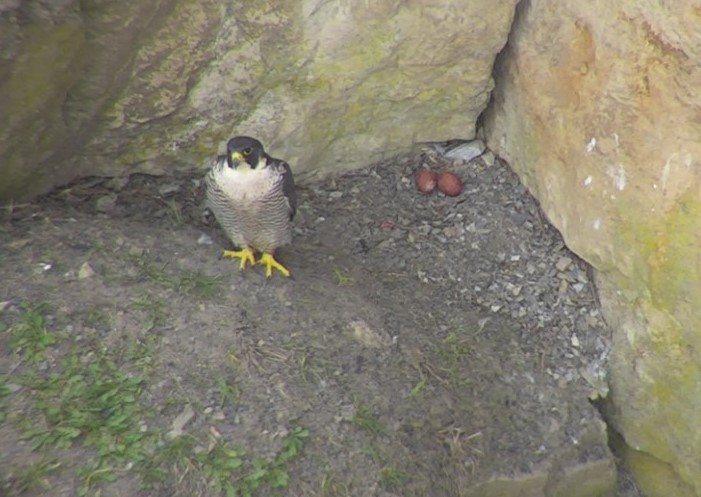 RaptorPersUK's tweet photo. Can you identify this man? Derybshire Constabulary's Rural Crime Team @Derbys_Wildlife would like a word re: an abandoned peregrine nest site this week in Peak District. https://t.co/NCeOp8kdbZ News report via @birdman1066 https://t.co/i8pLWiTBz6