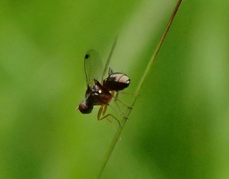 Berglinde2's tweet photo. Een wenkvliegje in de tuin, mogelijk Sepsis violacea #Sepsidae: #Wenkvliegjes https://t.co/gAw0xl7ivt