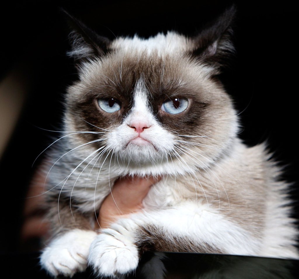 #RIPGrumpyCat  he was a legend