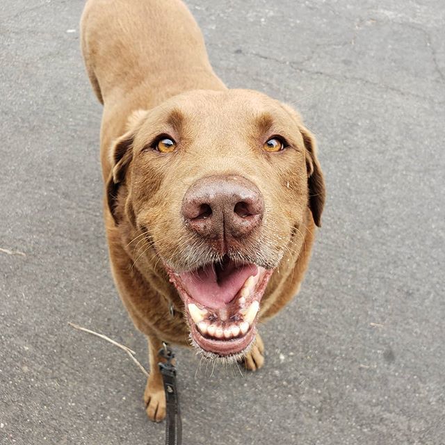 ThePetProvider's tweet photo. It's #friday #friyay #tgif #weekendvibes #dogsofinstagram #dogsofla #dogwalksofla #dogwalkersofinstagram #dogwalker #doggiedaycare #doggiedaycareofinstagram #dogsitter #dogsitterofinstagram #labsofinstagram #chocolatelabsofinstagram #dogsoftwitter #labof… https://t.co/TUJKt1M6jn https://t.co/qvAGkOjQL6